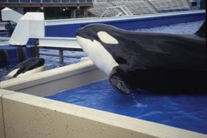 Two orcas in captivity