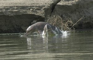 South Asian river dolphin