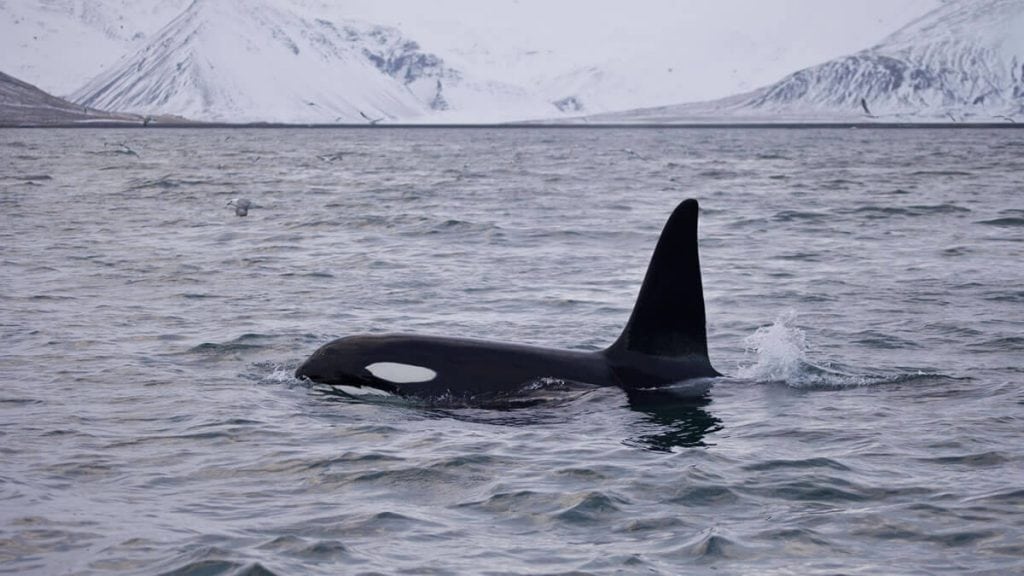 A wild orca in Iceland