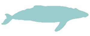 Baleen whale illustration