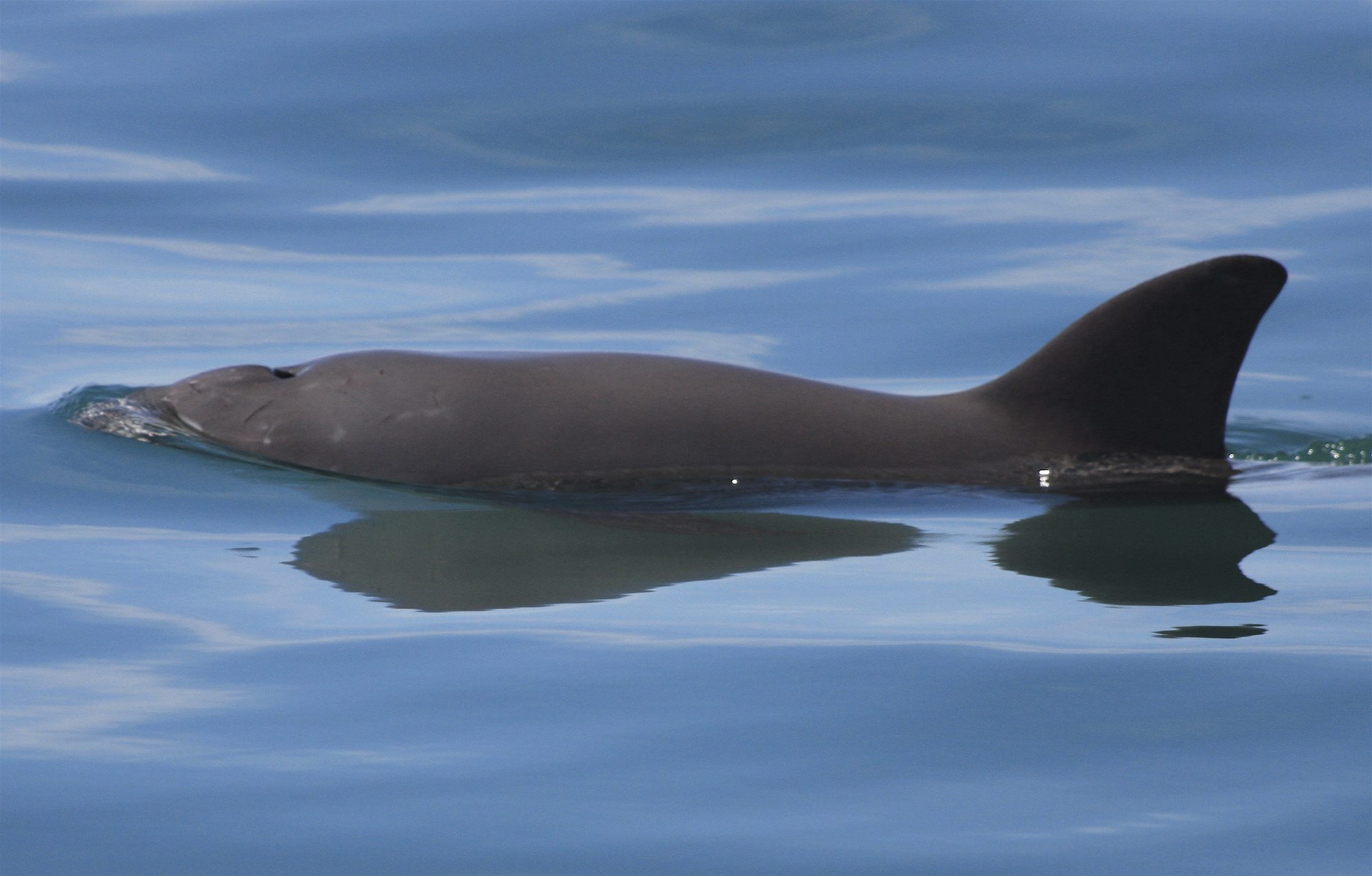 Vaquita Whale & Dolphin Conservation Australia