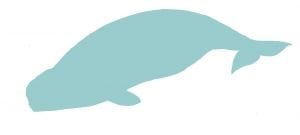 Beluga whale illustration