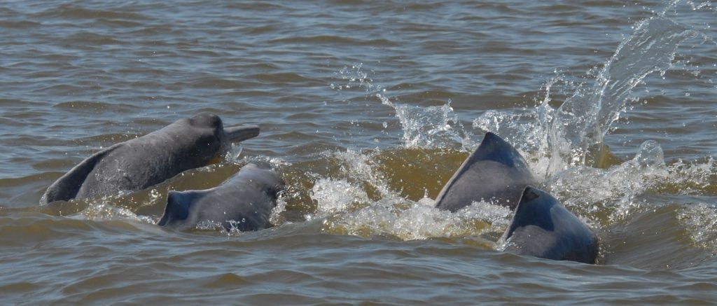 Amazon River dolphin (Boto)