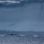 Antarctic minke whale - Fabian Ritter