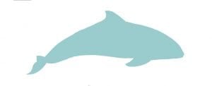 Harbour porpoise illustration