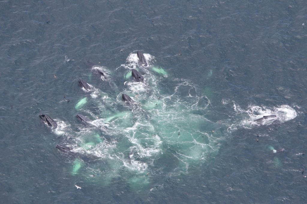 Humpback whales feeding