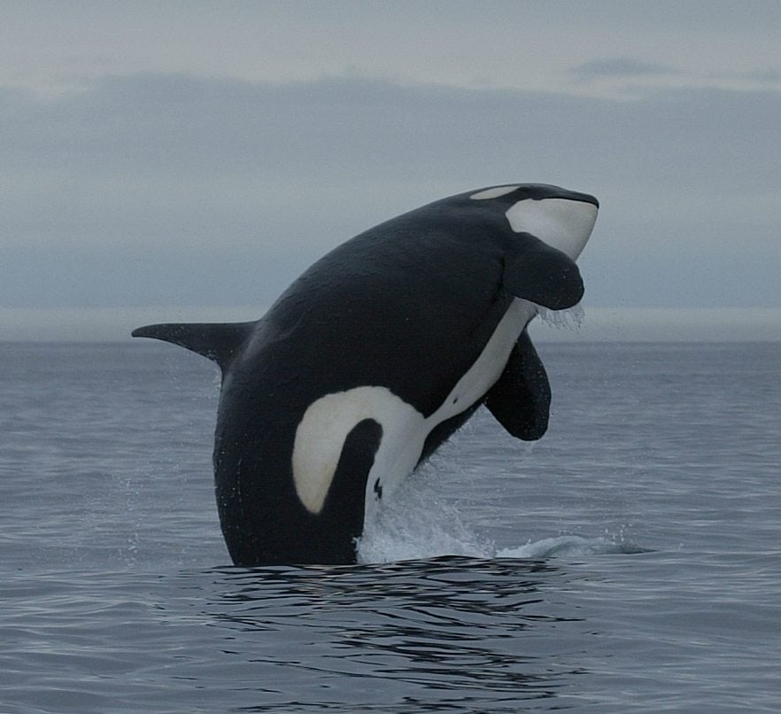 orca-killer-whale-whale-dolphin-conservation-australia