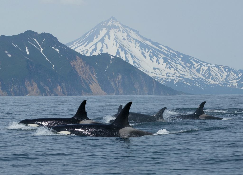 Orcas in far east Russia.