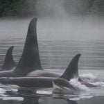Orca pod swimming together