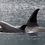orca-rob-lott-2