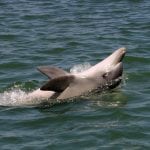 Port River dolphin
