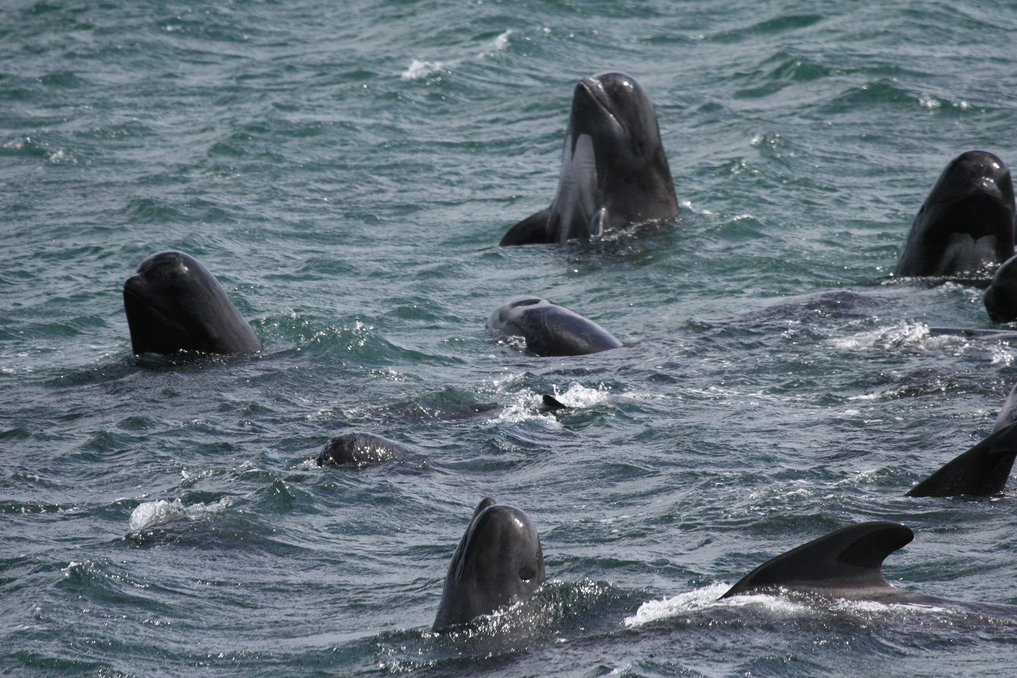 Mass Stranding Of Pilot Whales In Tasmania - Whale & Dolphin ...