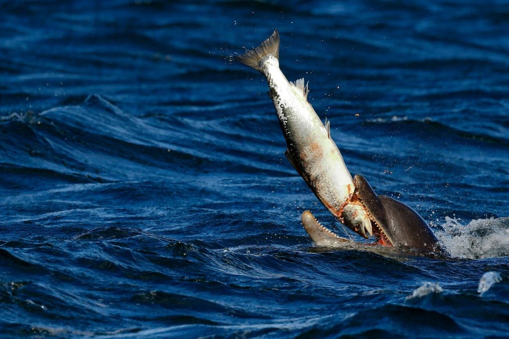 Dolphin eating a salmon