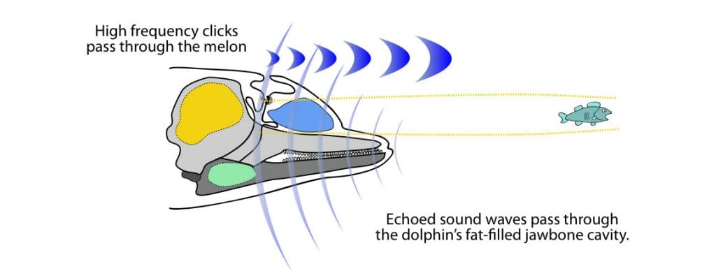 Dolphin echolocation 2