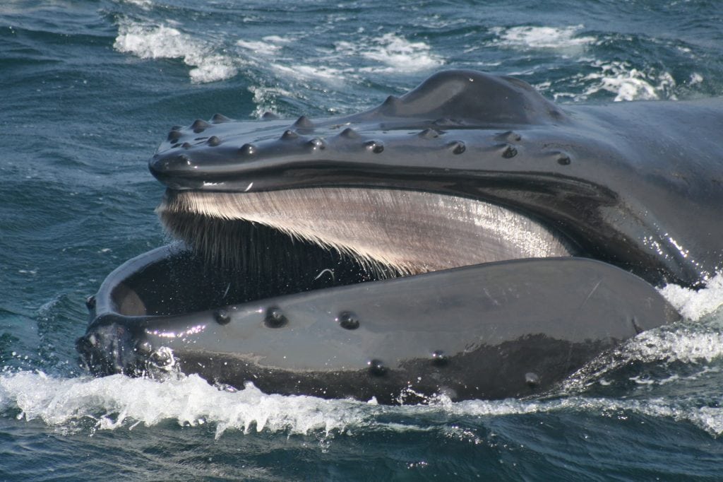Baleen in mouth of a humpback whale