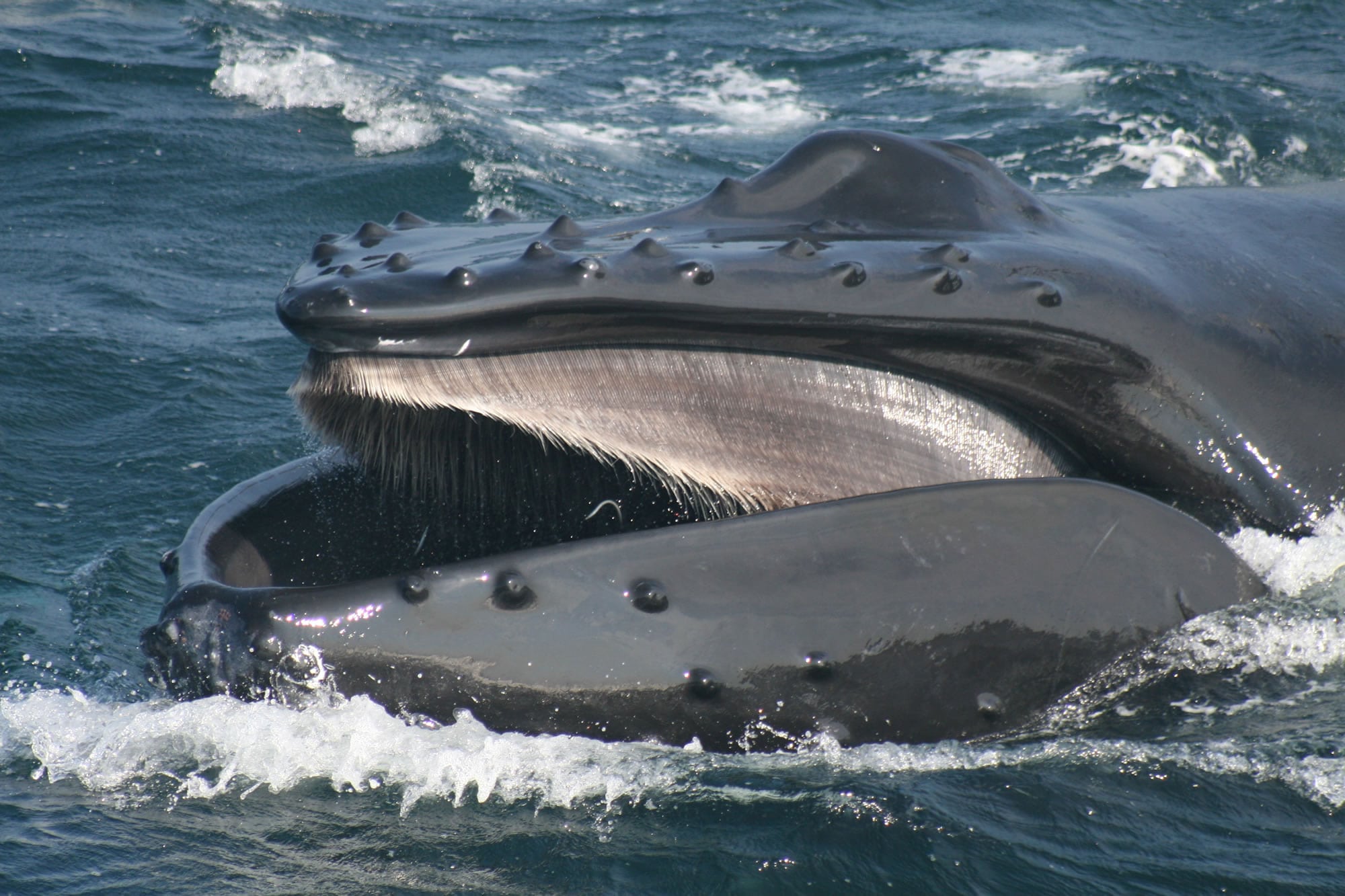 What is baleen? - Whale & Dolphin Conservation Australia