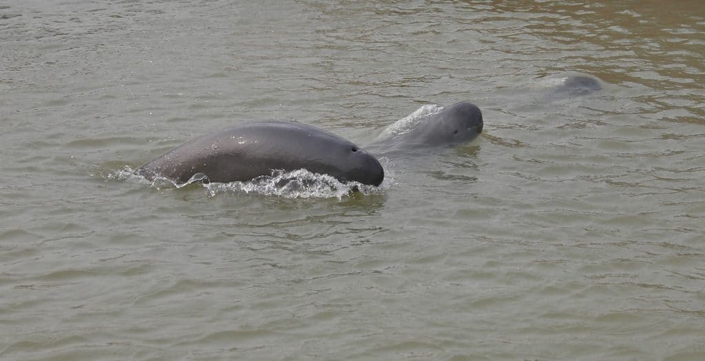 Narrow-ridged finless porpoise - Whale & Dolphin ...