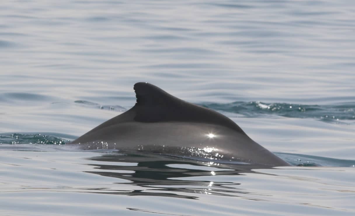 Atlantic Humpback Dolphin - Whale & Dolphin Conservation Australia