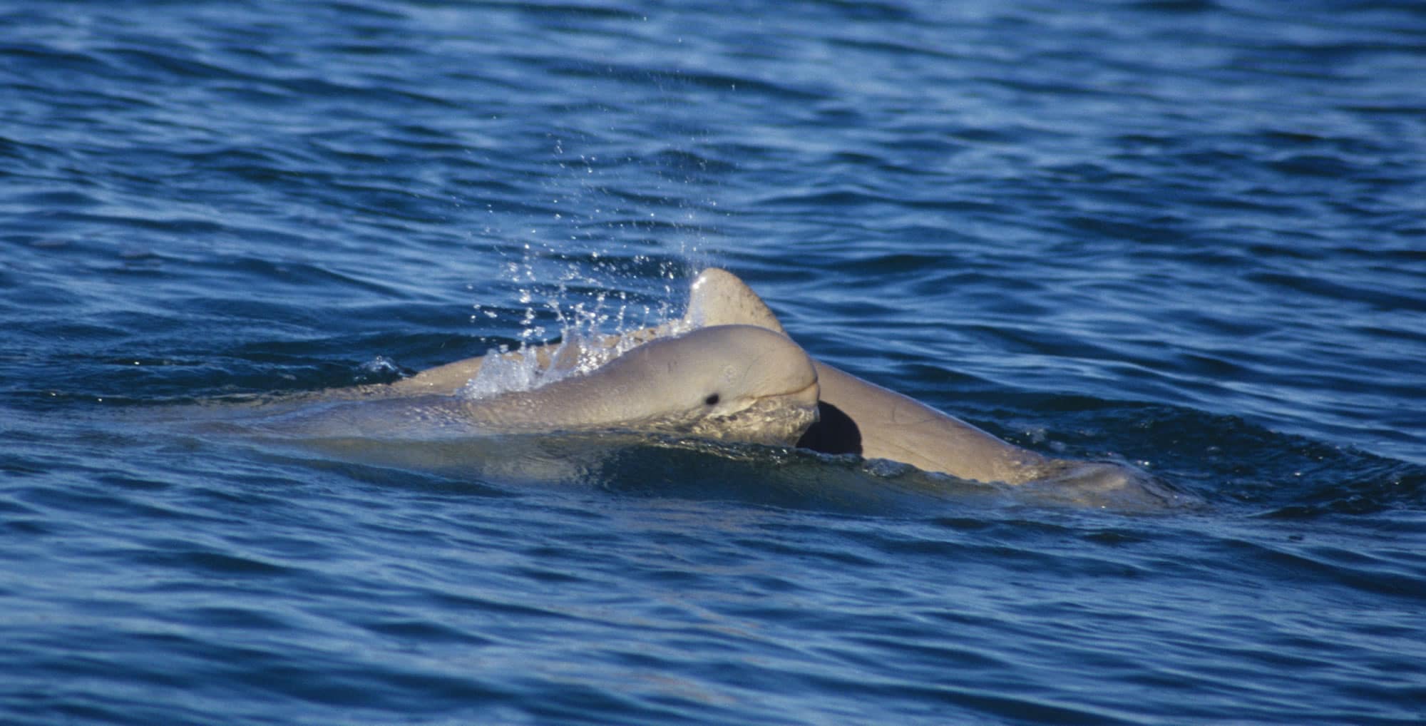 Australian Snubfin Dolphin - Whale & Dolphin Conservation Australia