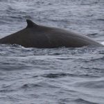 Baird's beaked whale