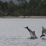 Chilean dolphin