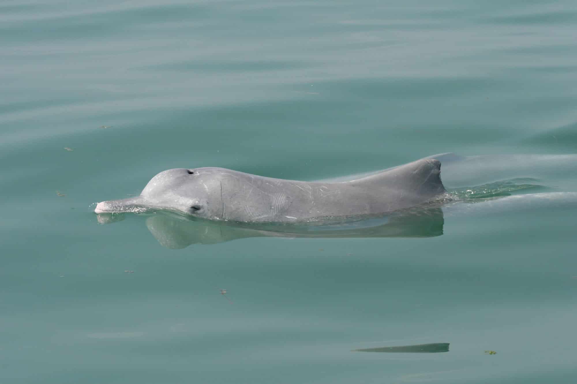 Indo-Pacific Humpback Dolphin - Whale & Dolphin Conservation Australia