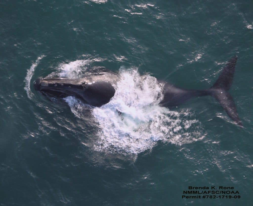 North Pacific right whale
