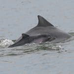 Guiana dolphin