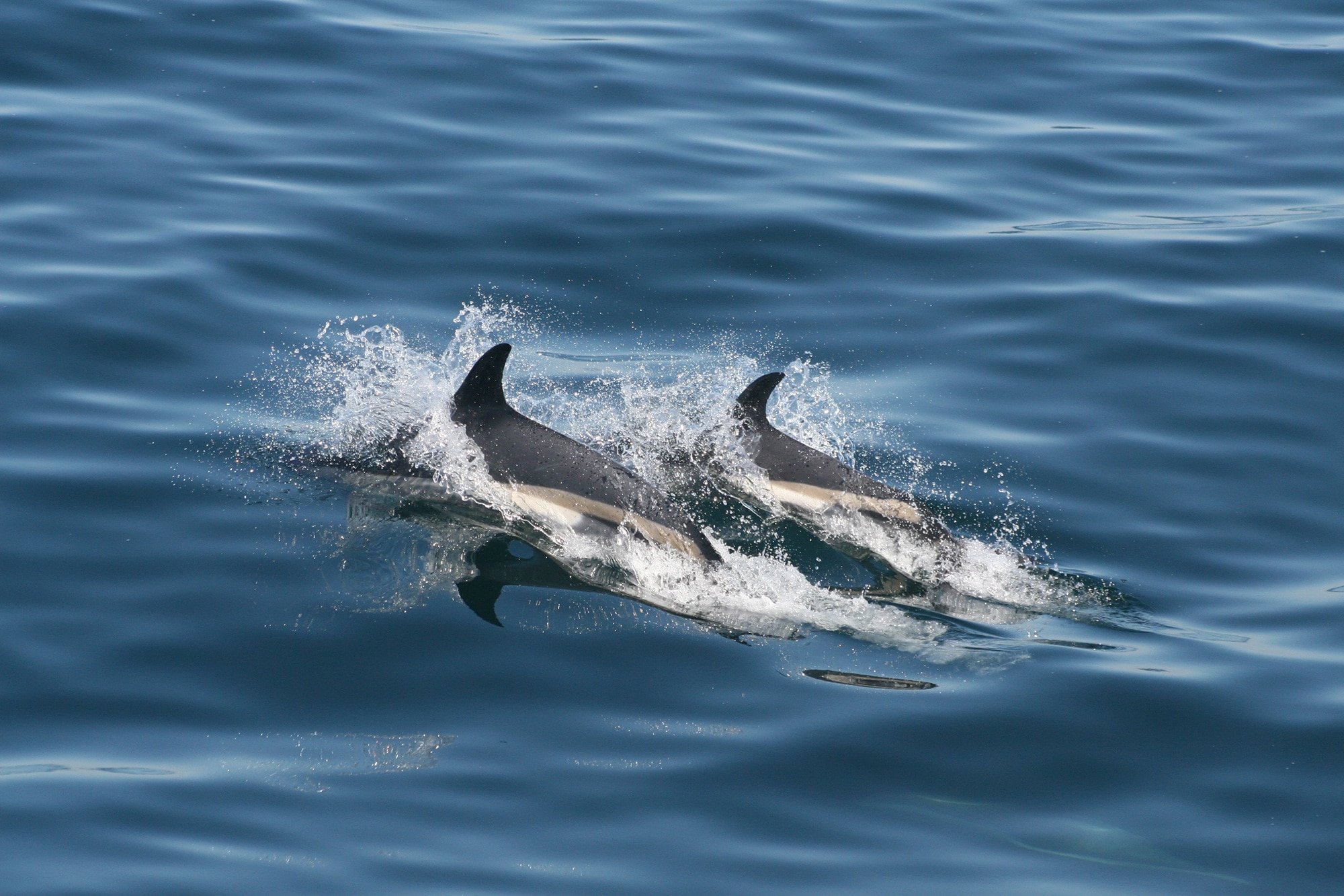 atlantic white sided dolphin pod