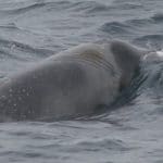 Strap-toothed beaked whale