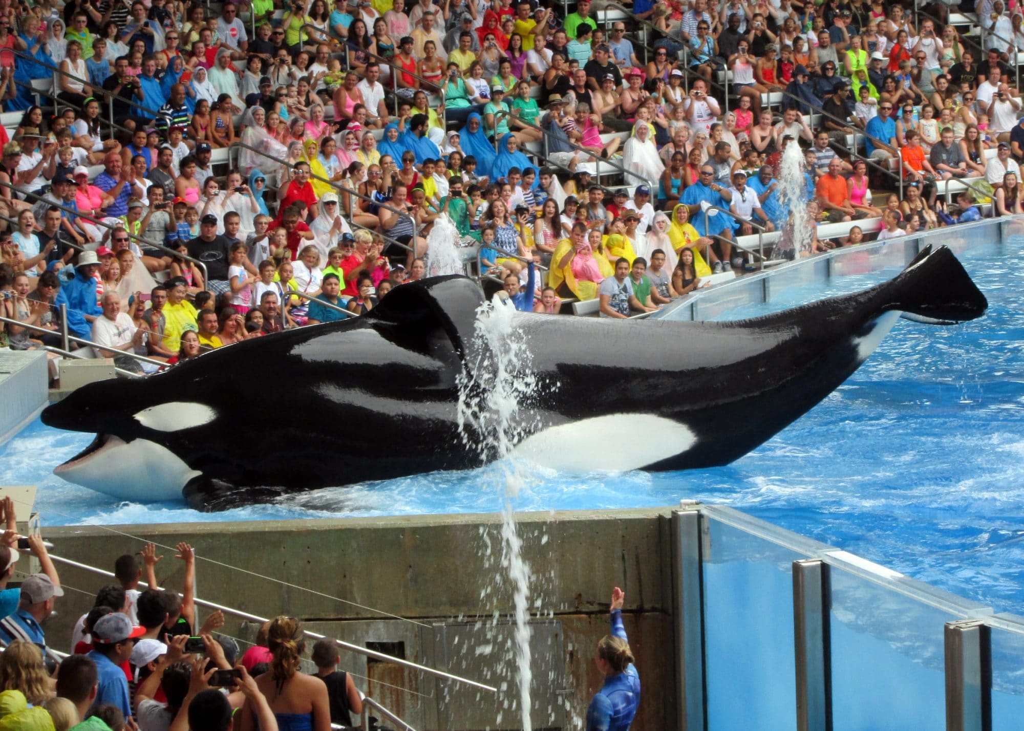 Bringing home the misery of orca captivity - Whale & Dolphin