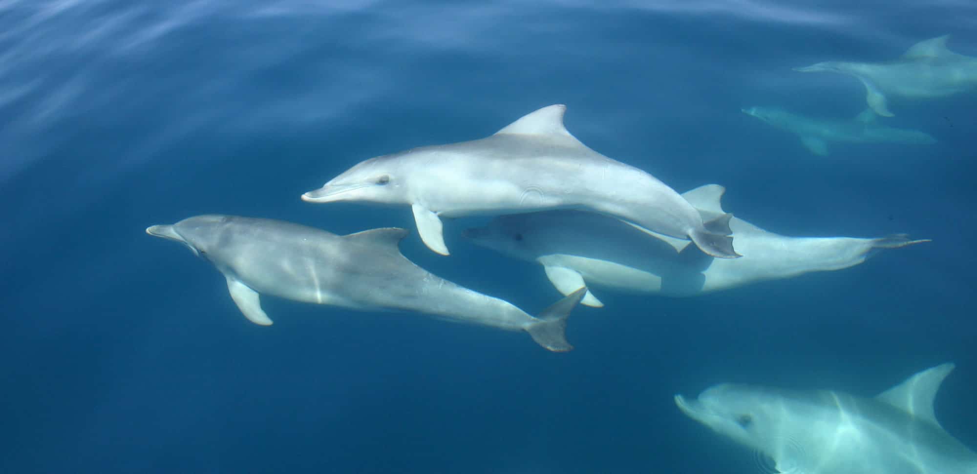 There are 38 species of dolphins that live in the ocean.