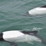 Commerson's dolphin