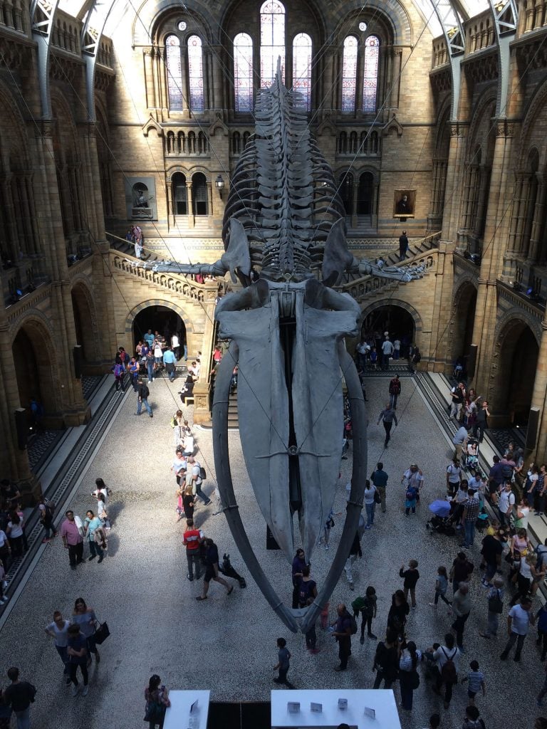 Blue whale skeleton at Natural History Museum in London