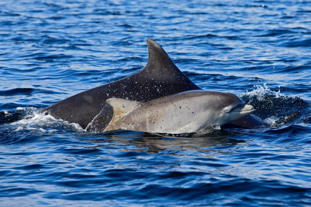 Bottlenose dolphin with calf