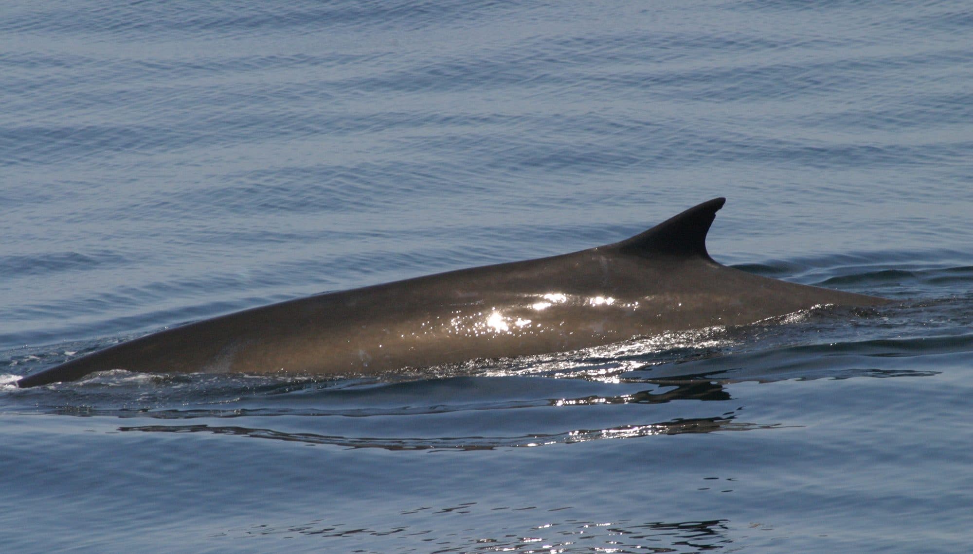 Fin whale - Whale & Dolphin Conservation Australia