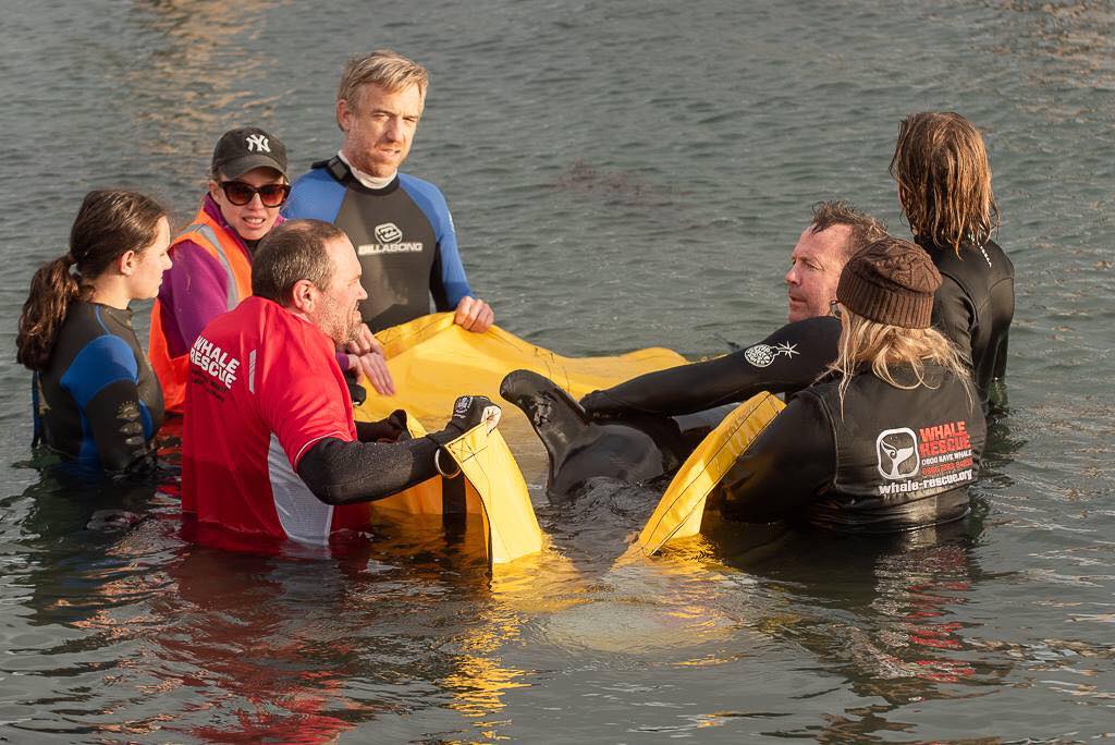Rescuing a stranded orca calf