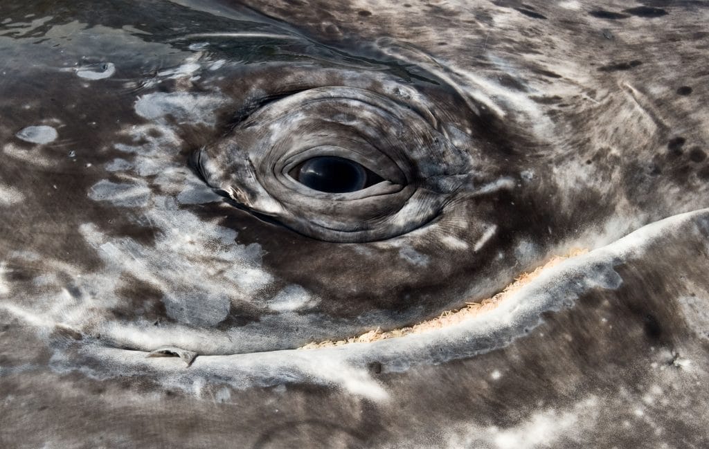 Gray whale (eschrichtius robustus) The eye of  a gray whale. Pacific coast Mexico.