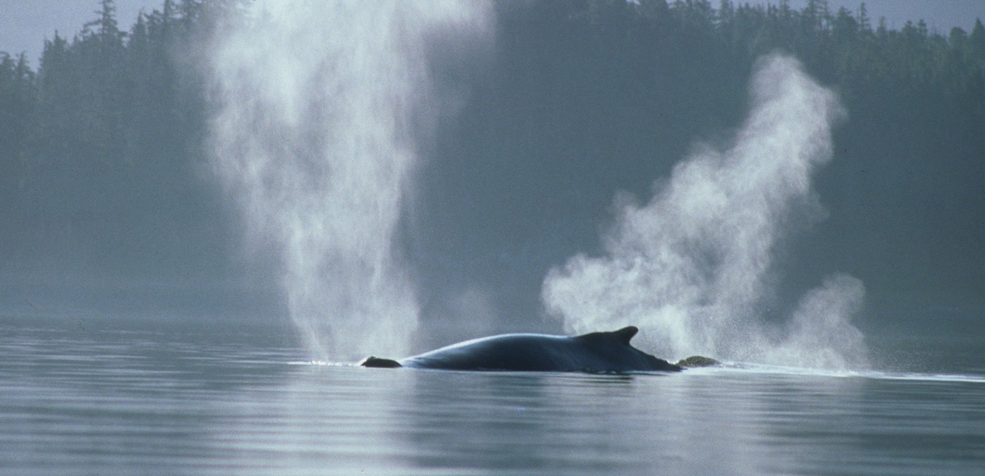 Humpback whales in Alaska