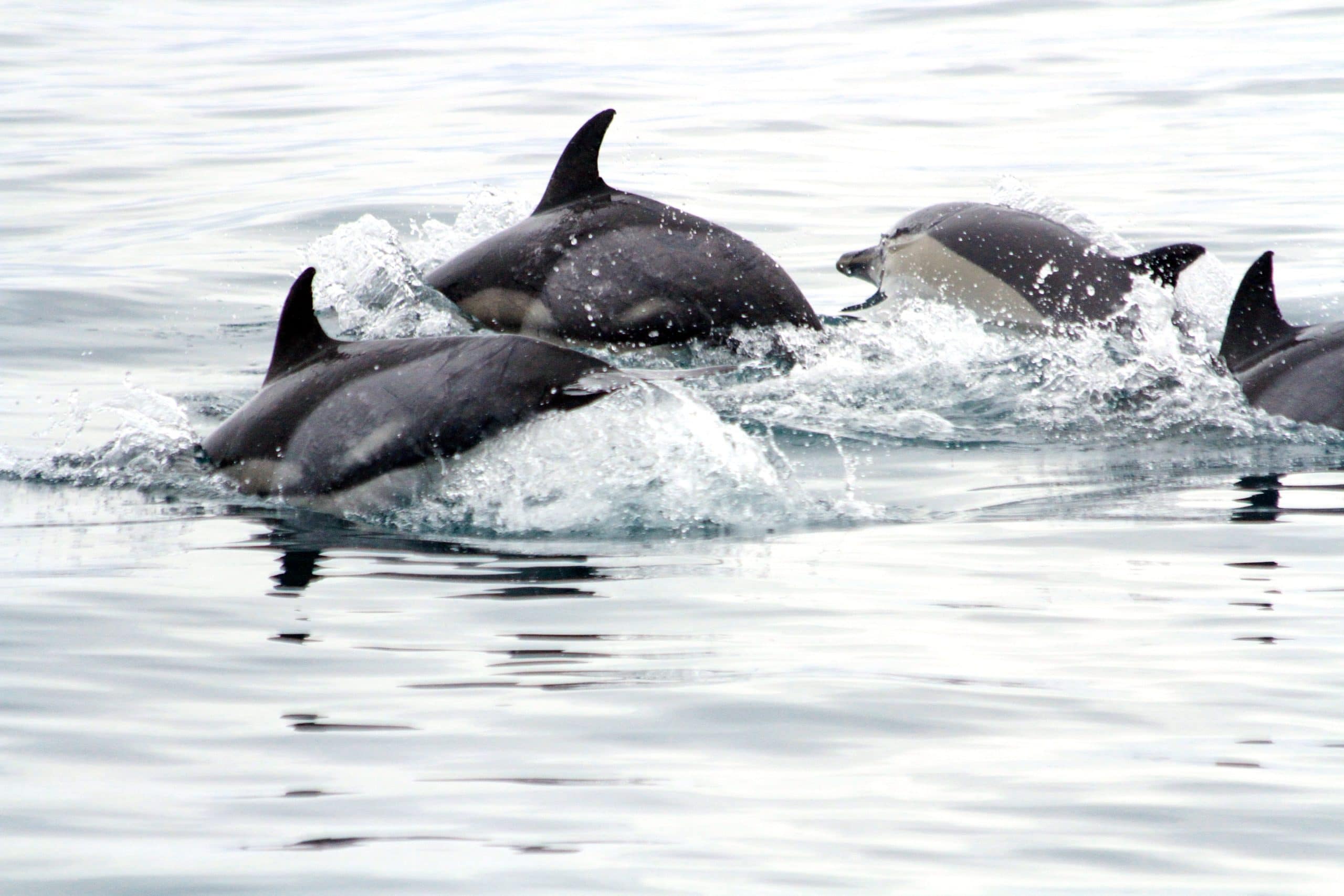 Black Sea common dolphins © Elena Gladilina