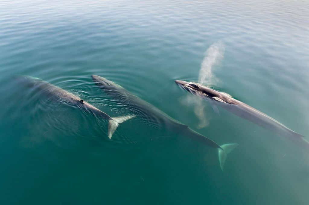Fin whales are targeted by Icelandic whalers