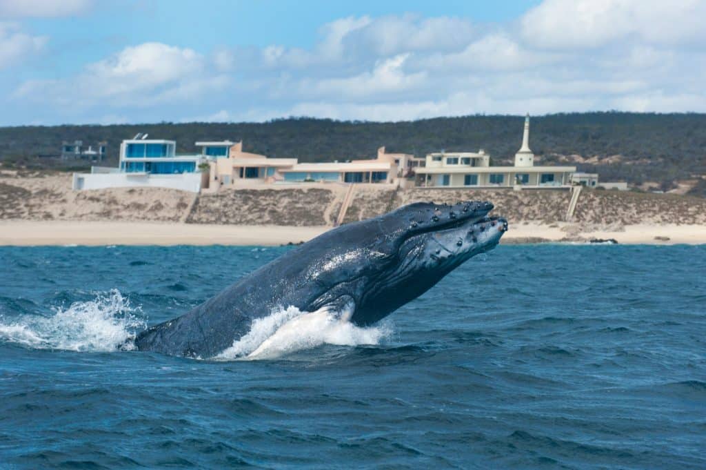 Humpback whale. Image: Christopher Swann