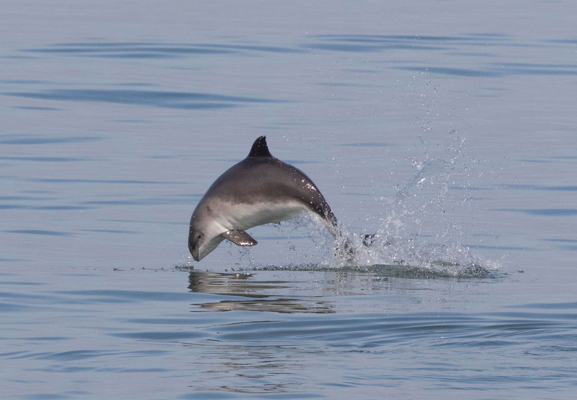 Leaping harbour porpoise
