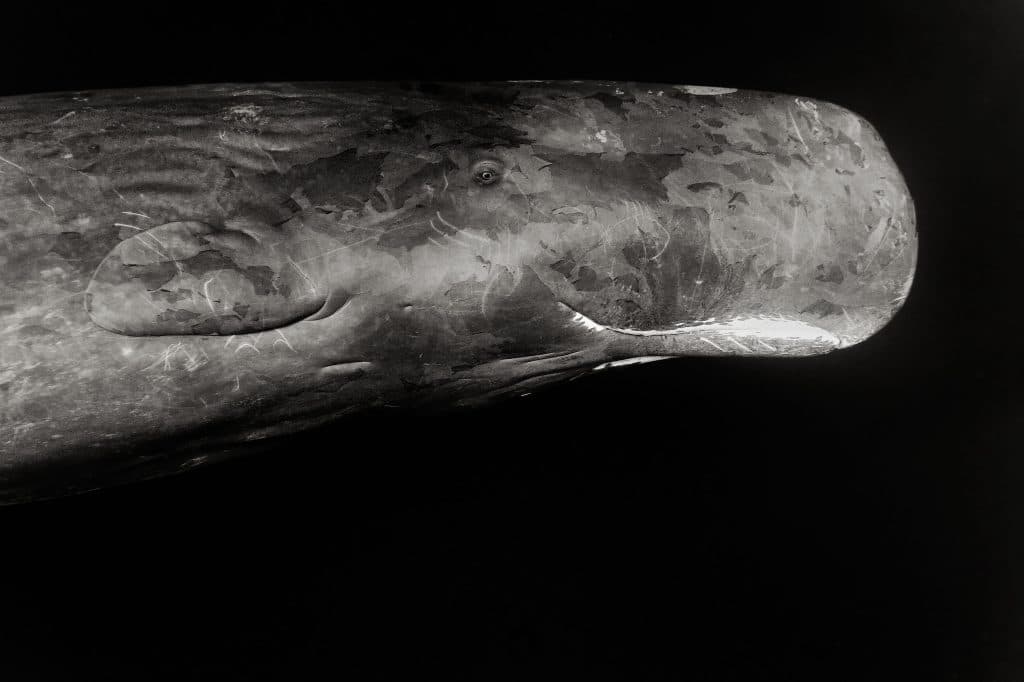 Sperm whale (physeter macrocephalus) Sea of Cortes Mexico.