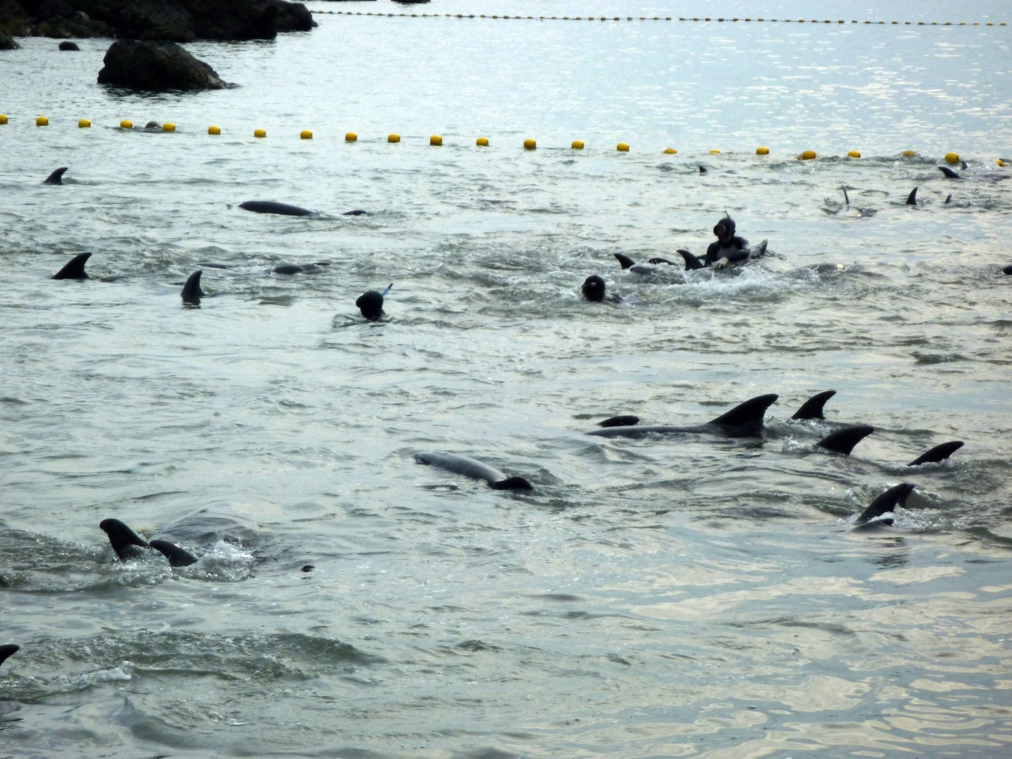 Dolphins in Taiji are secured in a small area before being killed or taken to an aquarium