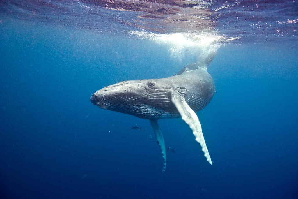 Humpback whale underwater in Caribbean