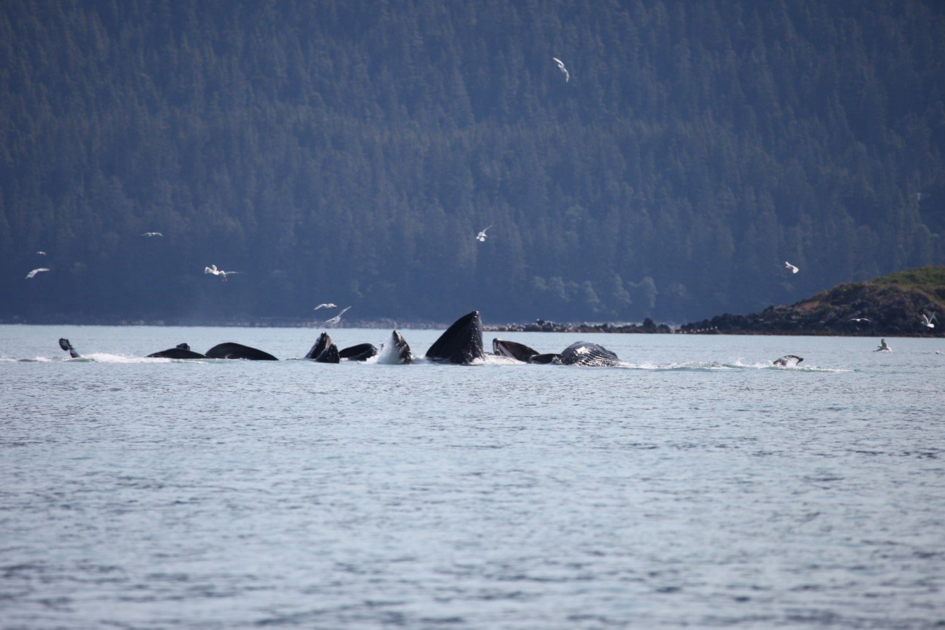 Group of feeding humpback whales in Alaska.