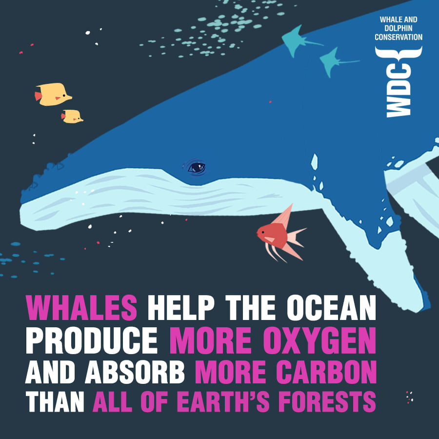 We're at COP28 to save the whale, save the world - Whale & Dolphin ...