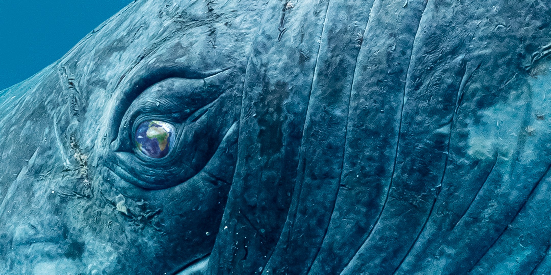 Humpback whale with earth in its eye