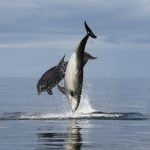 Pair of leaping bottlenose dolphins